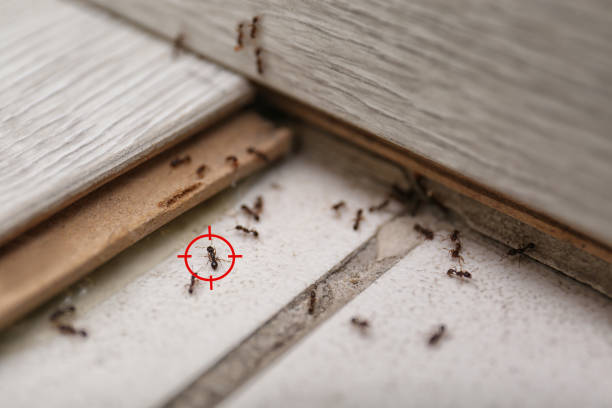 Best Local Pest Control Services  in Cary, NC
