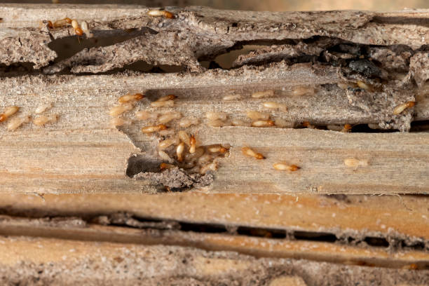 Best Termite Control Services  in Cary, NC